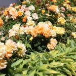 The Main Diseases Of Roses. Who Is To Blame And What To Do (Part 2)