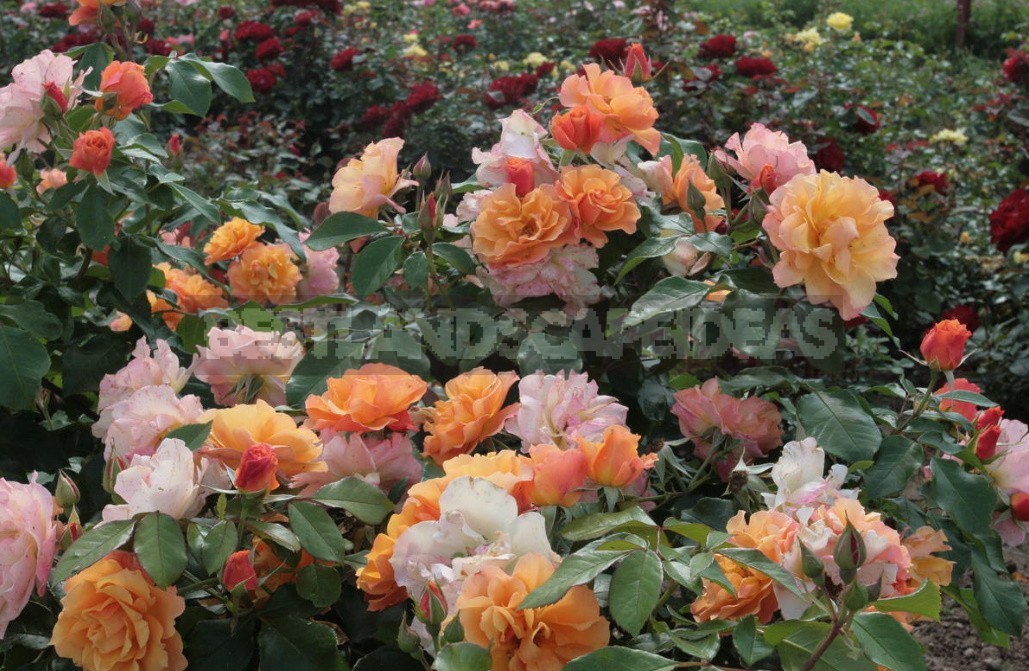 The Main Diseases Of Roses. Who Is To Blame And What To Do (Part 2)