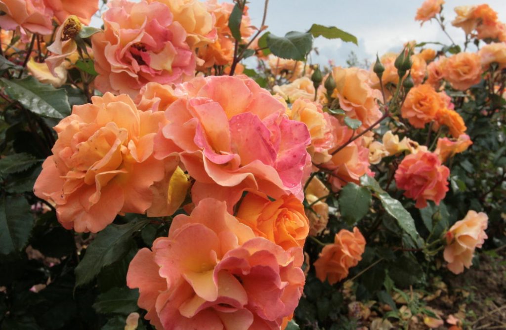 The Main Diseases Of Roses. Who Is To Blame And What To Do (Part 2