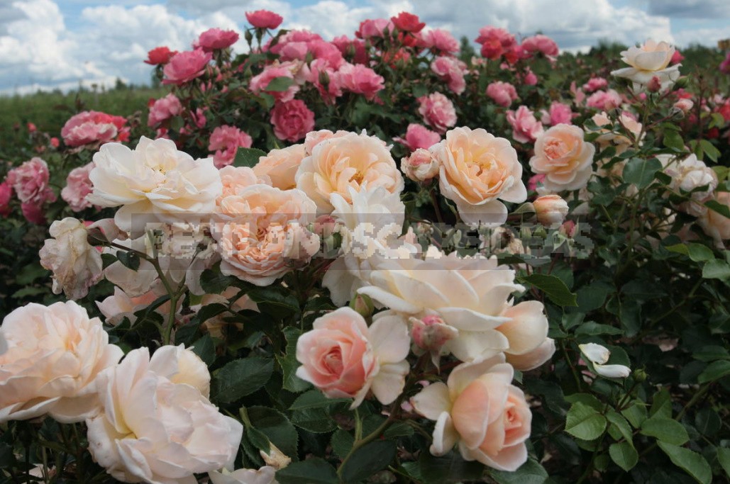 The Main Diseases Of Roses. Who Is To Blame And What To Do (Part 1)