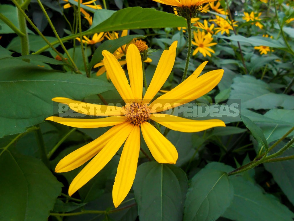The Many Faces Of Jerusalem Artichoke And Its Beneficial Properties (Part 1)