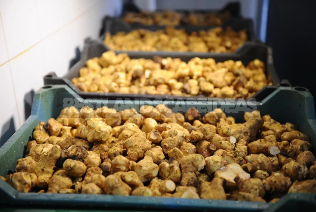The Many Faces Of Jerusalem Artichoke And Its Beneficial Properties (Part 2)