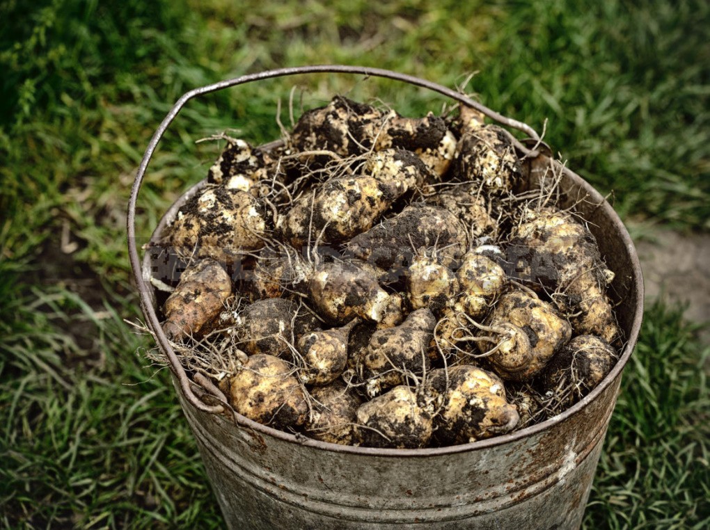 The Many Faces Of Jerusalem Artichoke And Its Beneficial Properties (Part 2)