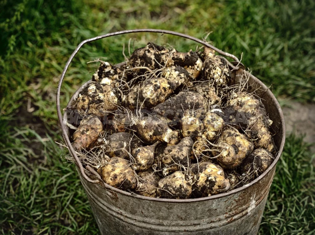 The Many Faces Of Jerusalem Artichoke And Its Beneficial Properties (Part 2)