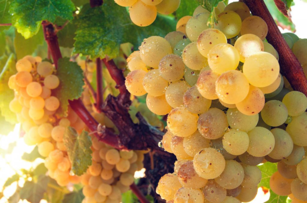Top Dressing Of Grapes: Principles Of Fertilization