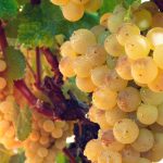 Top Dressing Of Grapes: Principles Of Fertilization
