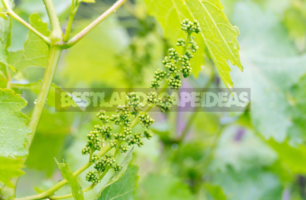 Top Dressing Of Grapes: Principles Of Fertilization