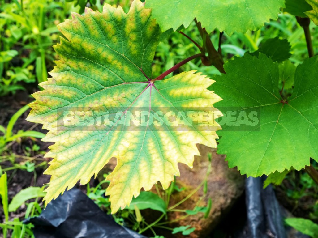 Top Dressing Of Grapes: Principles Of Fertilization