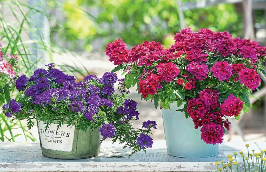 Verbena Is An Ideal Plant For a Balcony Or Terrace