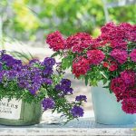 Verbena Is An Ideal Plant For a Balcony Or Terrace