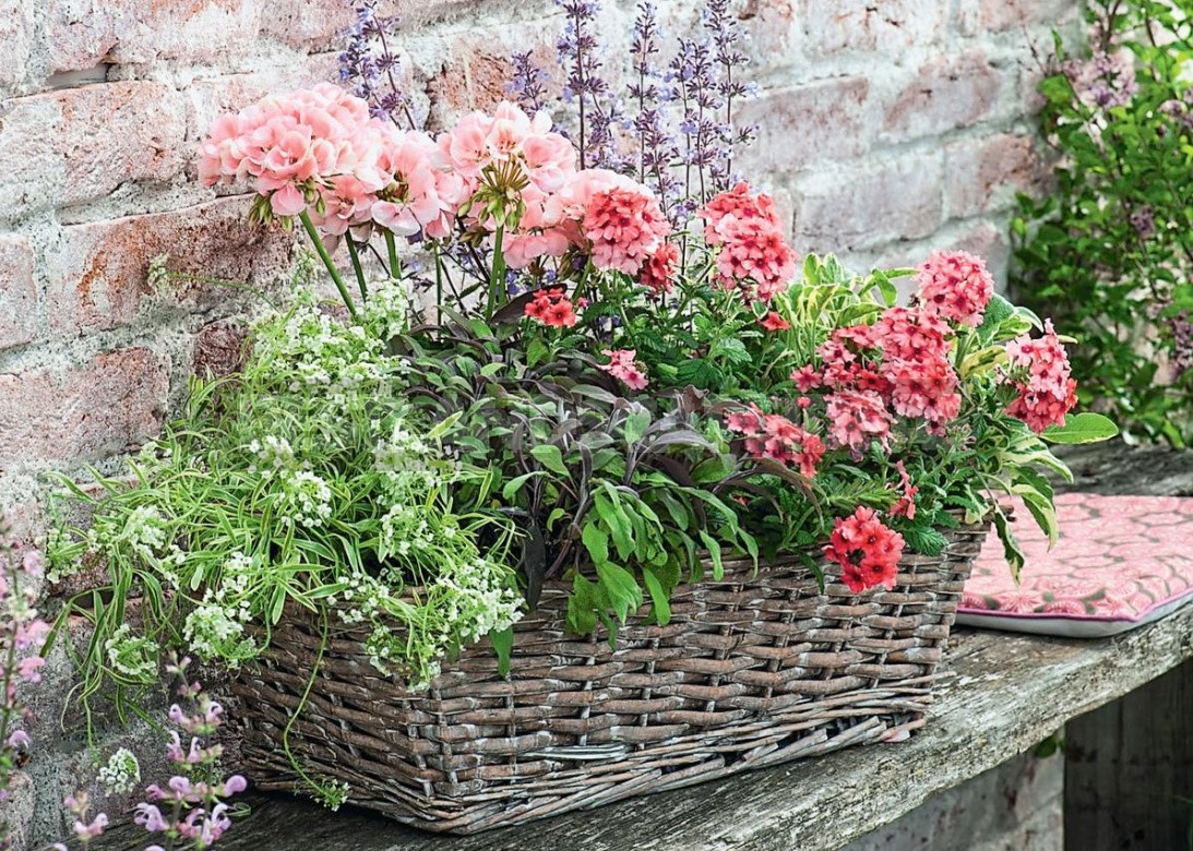 Verbena Is An Ideal Plant For a Balcony Or Terrace