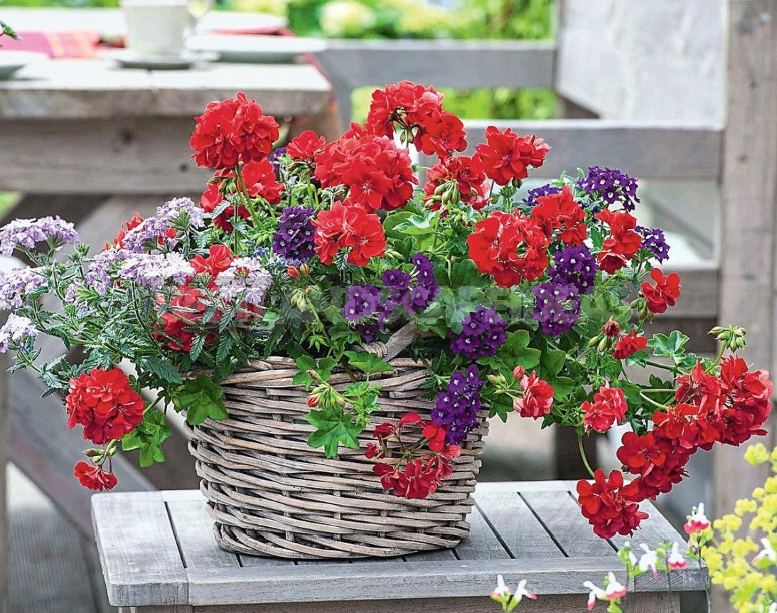 Verbena Is An Ideal Plant For a Balcony Or Terrace
