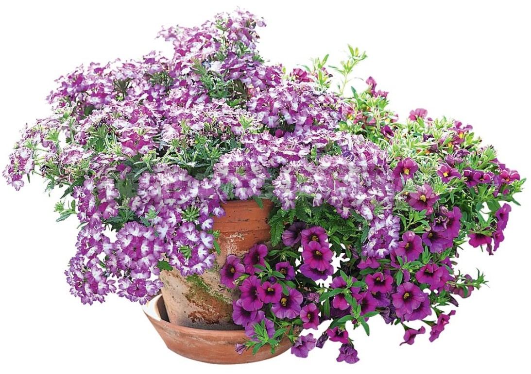 Verbena Is An Ideal Plant For a Balcony Or Terrace