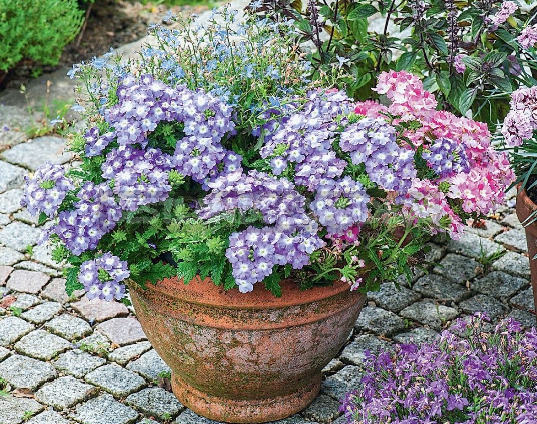 Verbena Is An Ideal Plant For a Balcony Or Terrace