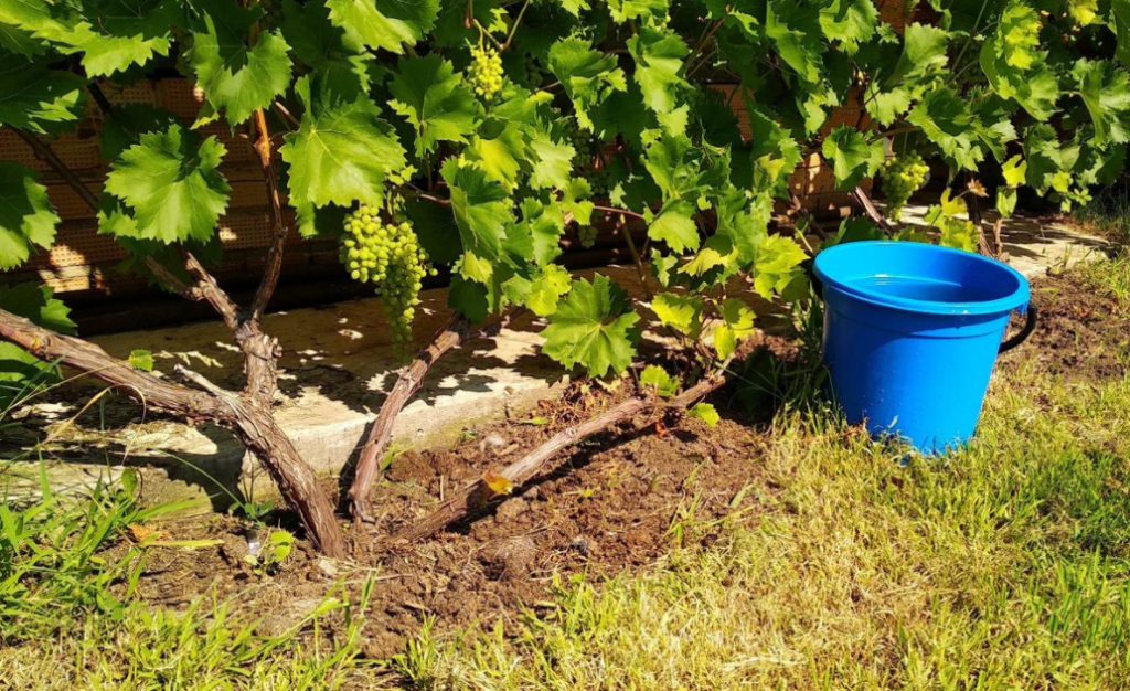 Watering Grapes: 3 Correct Ways