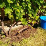 Watering Grapes: 3 Correct Ways