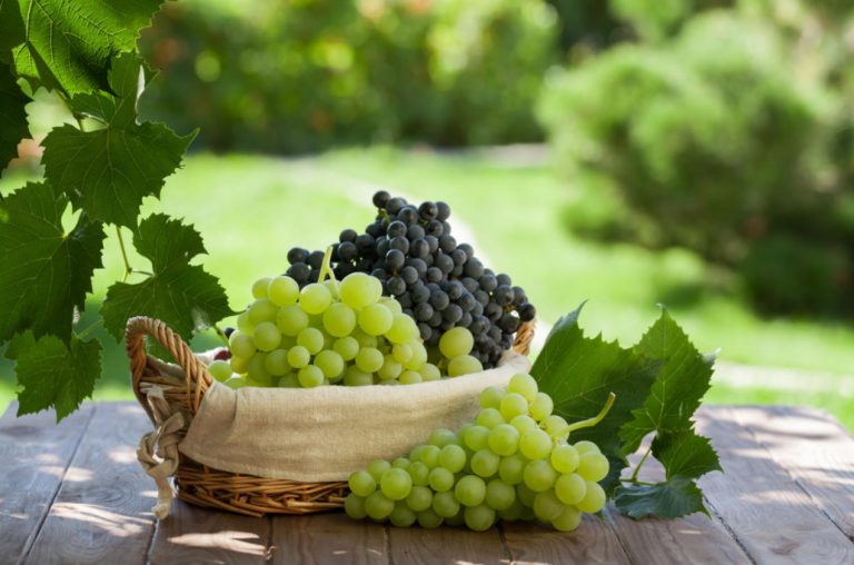 Watering Grapes 3 Correct Ways Best Landscape Ideas
