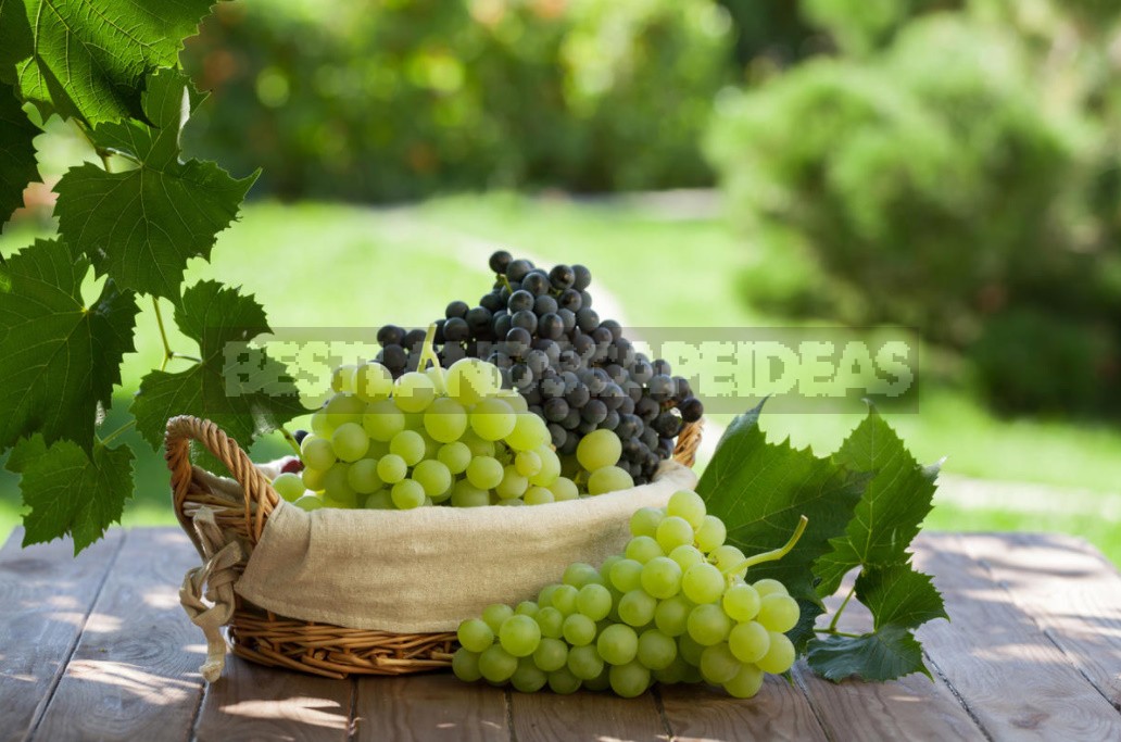 Watering Grapes: 3 Correct Ways