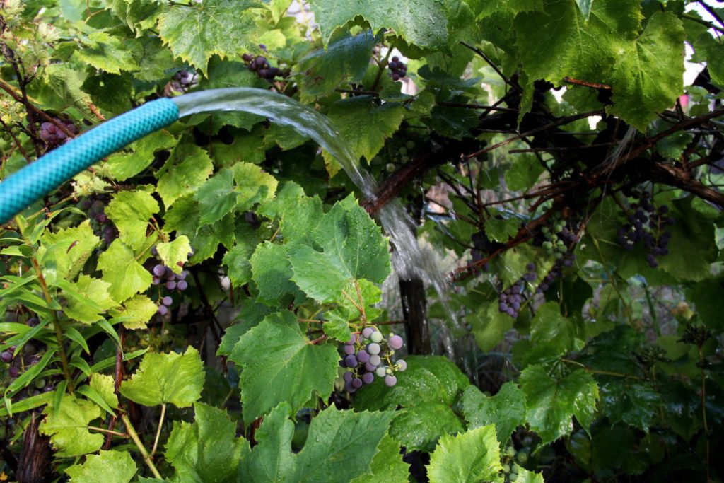 Watering Grapes: How Much To Water, When And How To Do It Correctly
