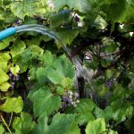 Watering Grapes: How Much To Water, When And How To Do It Correctly