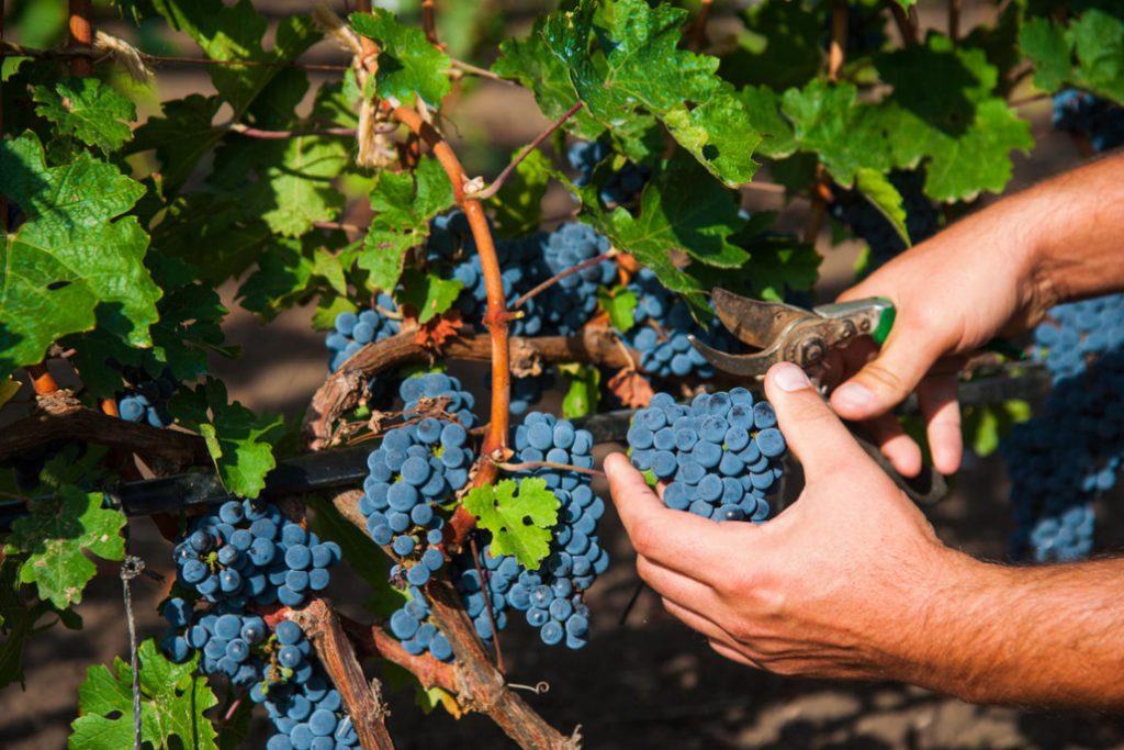 Watering Grapes How Much To Water, When And How To Do It Correctly