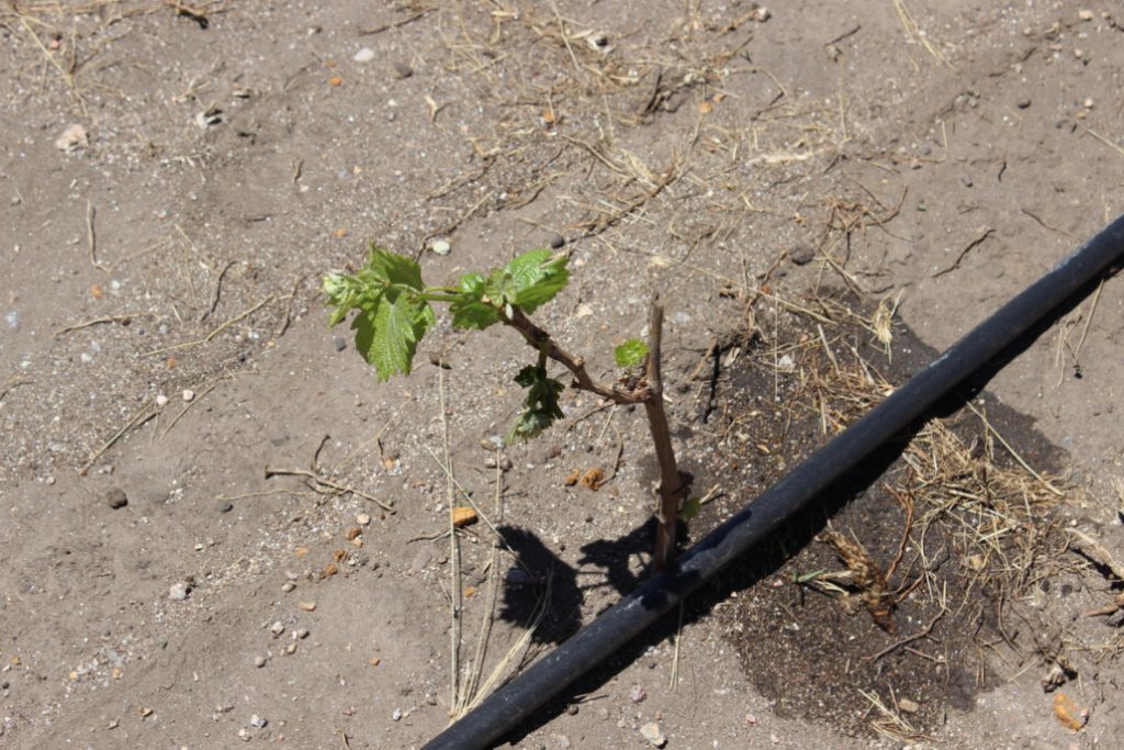 Watering Grapes How Much To Water, When And How To Do It Correctly