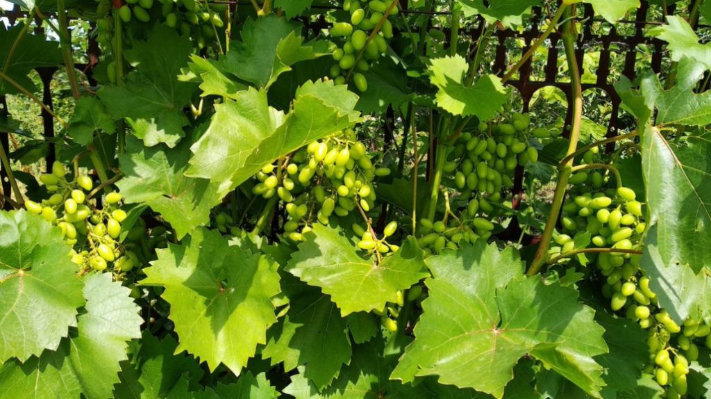 Watering Grapes How Much To Water, When And How To Do It Correctly