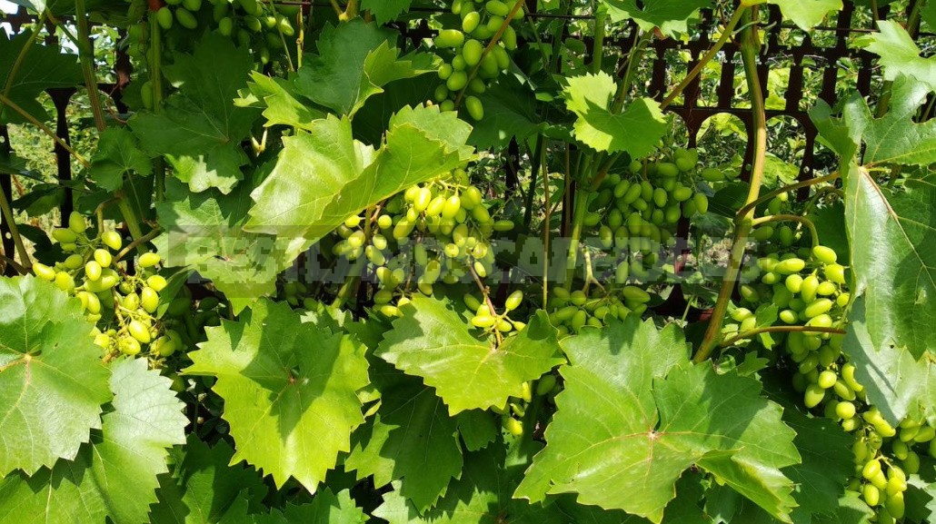 Watering Grapes: How Much To Water, When And How To Do It Correctly