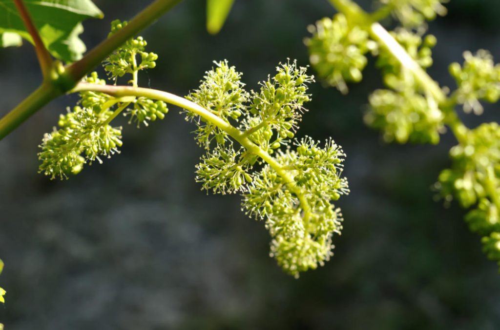 Watering Grapes How Much To Water, When And How To Do It Correctly