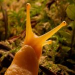 What Plants Don’t Like Slugs: Examples Of Flower Beds
