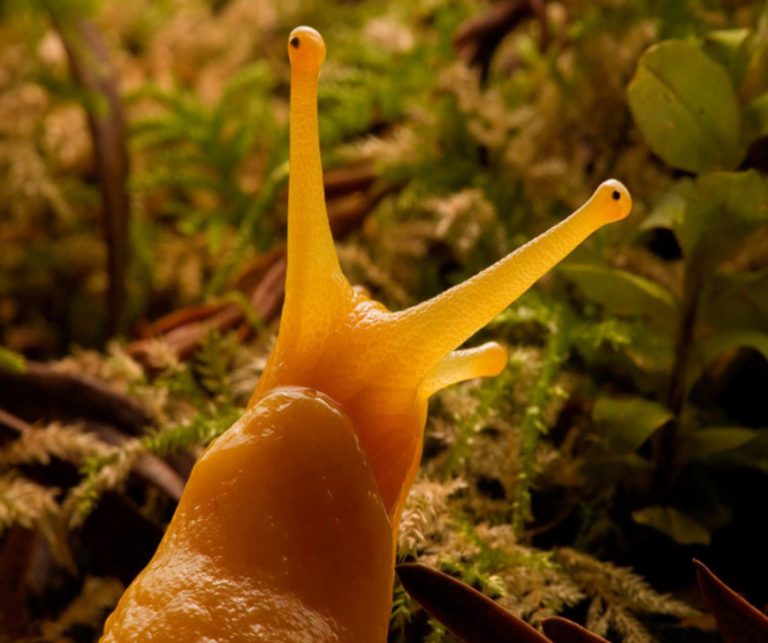 What Plants Don't Like Slugs Examples Of Flower Beds Best Landscape