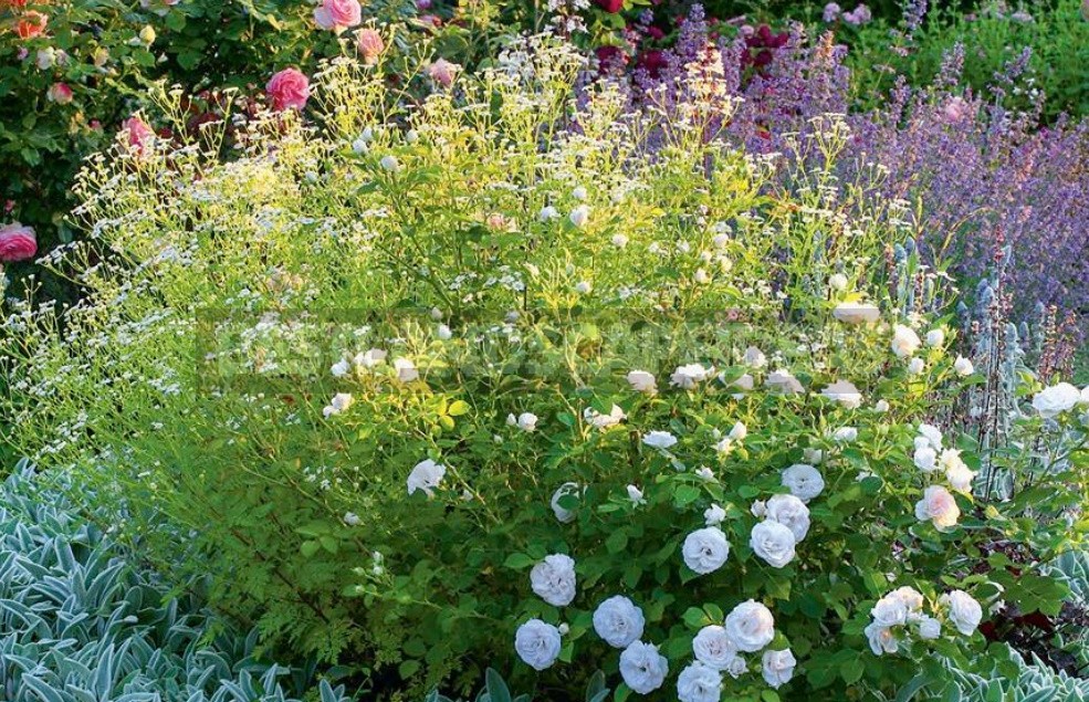 What Plants Don't Like Slugs: Examples Of Flower Beds