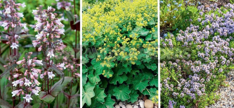 What Plants Don't Like Slugs: Examples Of Flower Beds