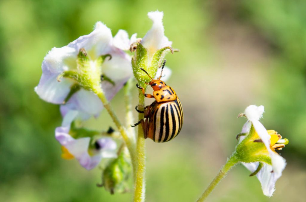 Who Topped The Rating Of The Worst Pests In The Country?