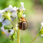 Who Topped The Rating Of The Worst Pests In The Country?