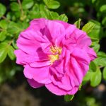 Why Rosa Rugosa Was Banned In Finland