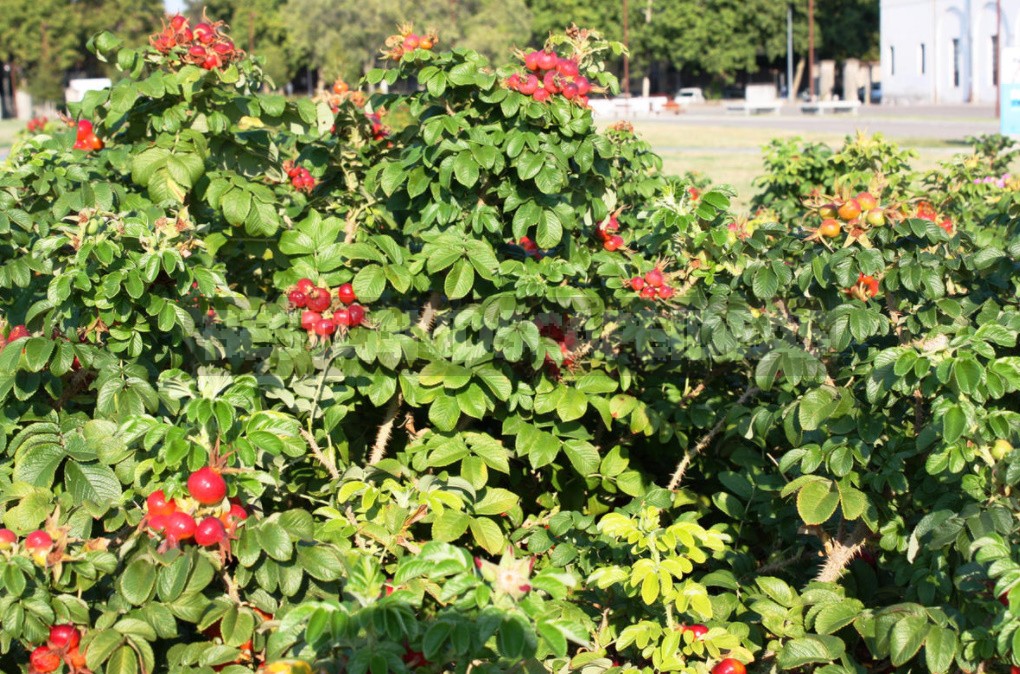 Why Rosa Rugosa Was Banned In Finland