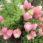 Everything You Wanted To Know About Hydrangea Paniculata Answers To Current Questions (Part 2)