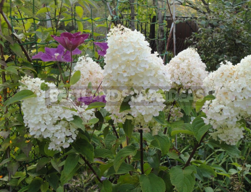 Everything You Wanted To Know About Hydrangea Paniculata Answers To Current Questions (Part 2)