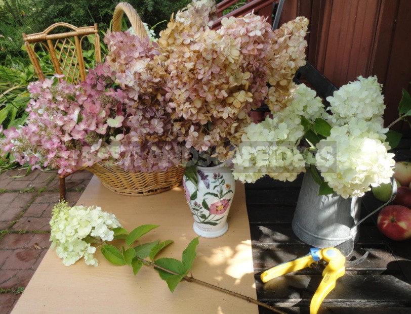 Everything You Wanted To Know About Hydrangea Paniculata Answers To Current Questions (Part 2)