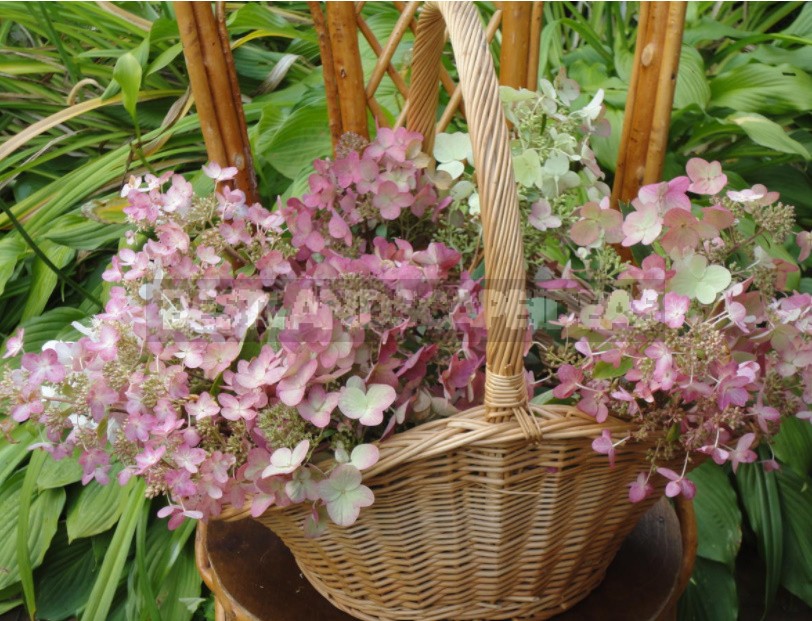 Everything You Wanted To Know About Hydrangea Paniculata Answers To Current Questions (Part 2)