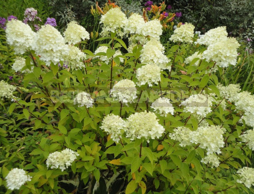 Everything You Wanted To Know About Hydrangea Paniculata Answers To Current Questions (Part 2)