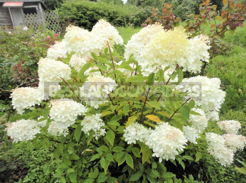 Everything You Wanted To Know About Hydrangea Paniculata: Answers To Current Questions (Part 1)