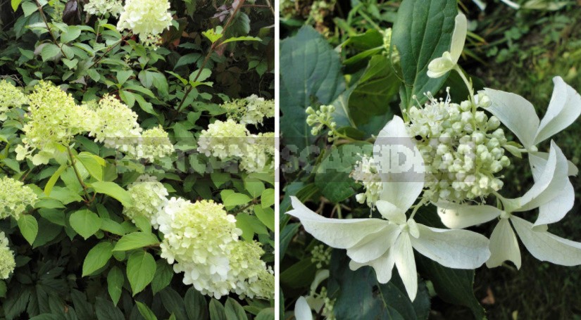 Everything You Wanted To Know About Hydrangea Paniculata: Answers To Current Questions (Part 1)