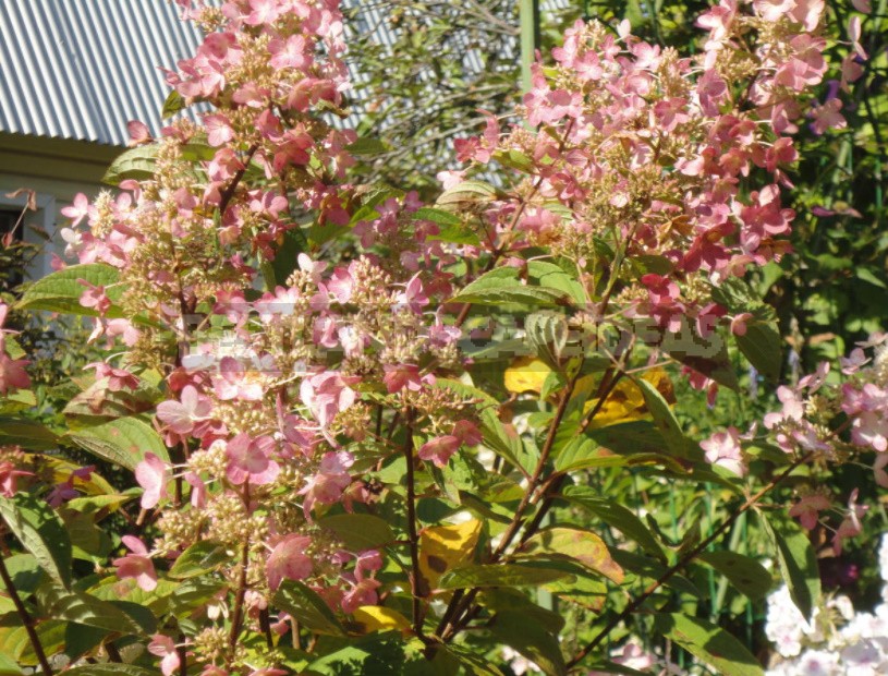 Everything You Wanted To Know About Hydrangea Paniculata: Answers To Current Questions (Part 1)