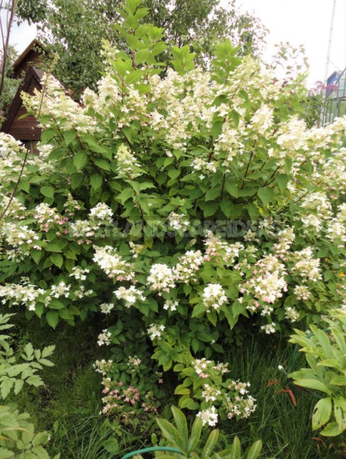 Everything You Wanted To Know About Hydrangea Paniculata Answers To Current Questions (Part 2)