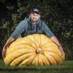 Giant Vegetables On Display In Harrogate (England)