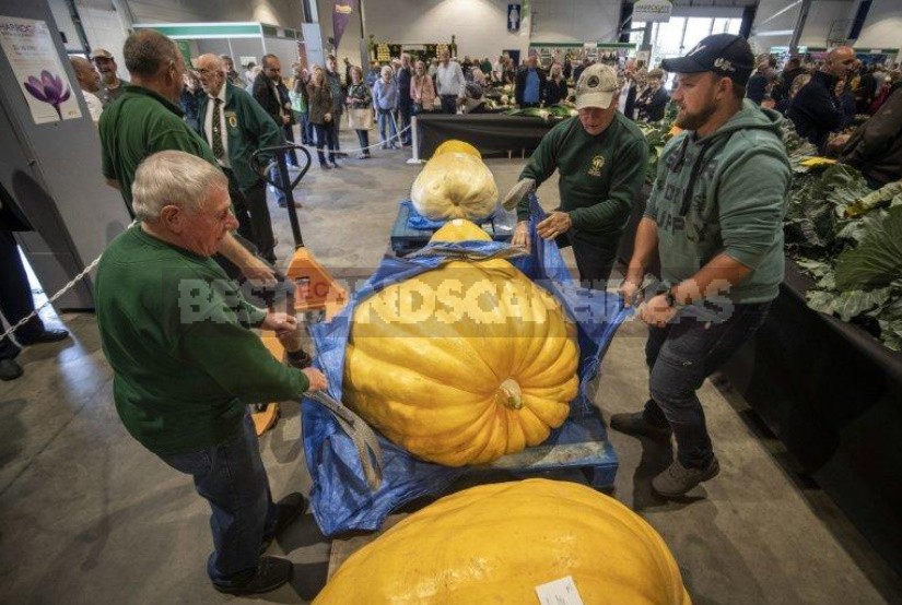 Giant Vegetables On Display In Harrogate (England)