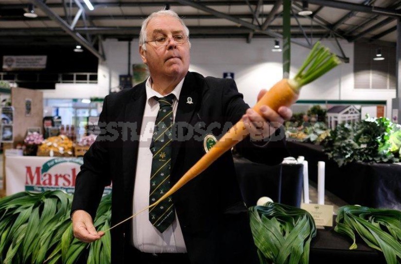 Giant Vegetables On Display In Harrogate (England)