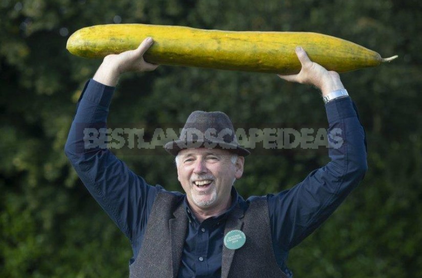 Giant Vegetables On Display In Harrogate (England)